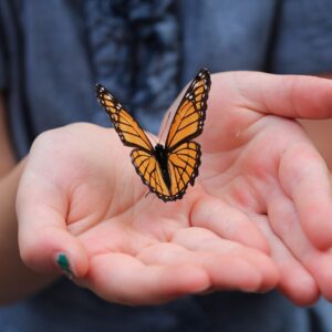 Mariposa Monarca & el Oro